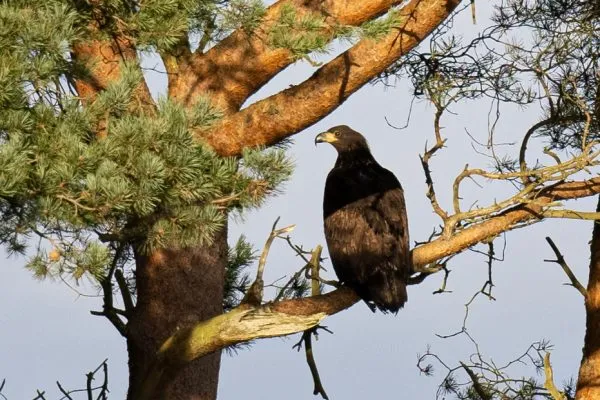 Larick Campsite - Nature Lovers - Sea Eagle 2