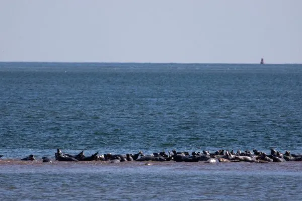 Larick Campsite - Nature Lovers - Seals on sandbar
