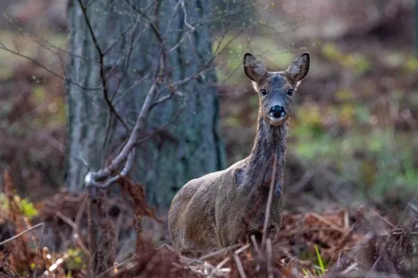 Larick Campsite - Nature Lovers - Roe Deer