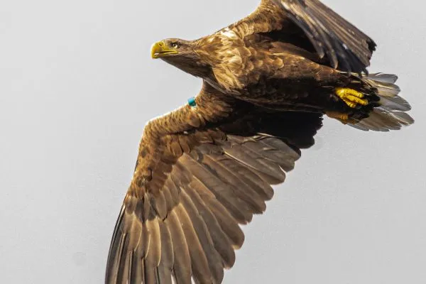 Larick Campsite - Nature Lovers - Sea Eagle