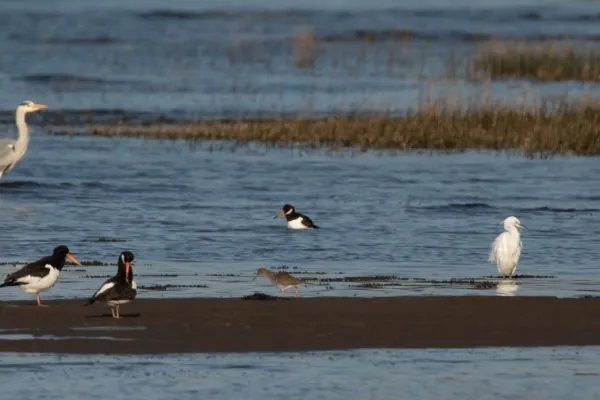 Larick Campsite - Nature Lovers - Oystercatchers & co