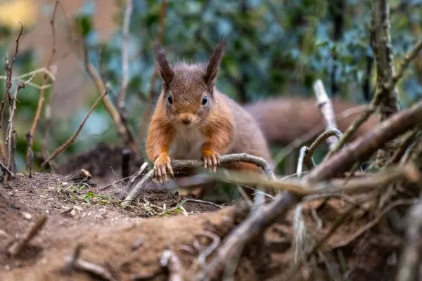 Larick Campsite - Nature Lovers - Squirrel 4