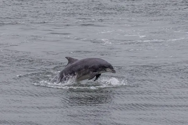 Larick Campsite - Nature Lovers - Dolphin