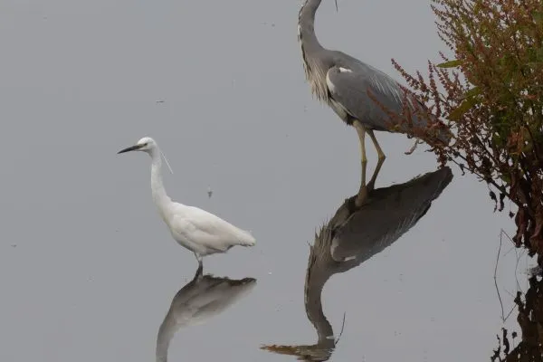Larick Campsite - Nature Lovers - Grey Heron and Little Egret