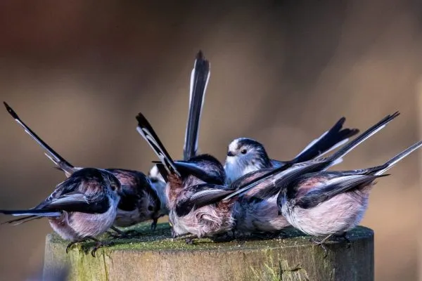 Larick Campsite - Nature Lovers - Long Tailed Tits