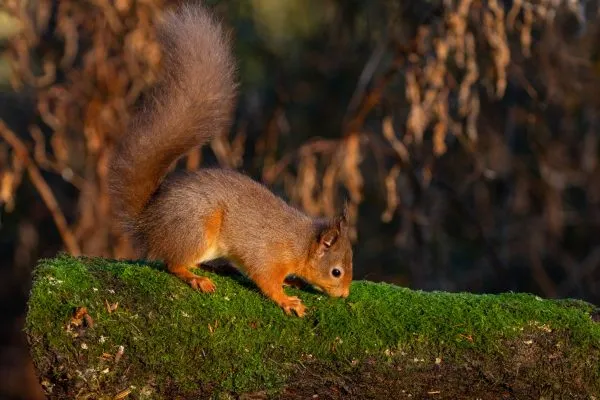 Larick Campsite - Nature Lovers - Squirrel 2