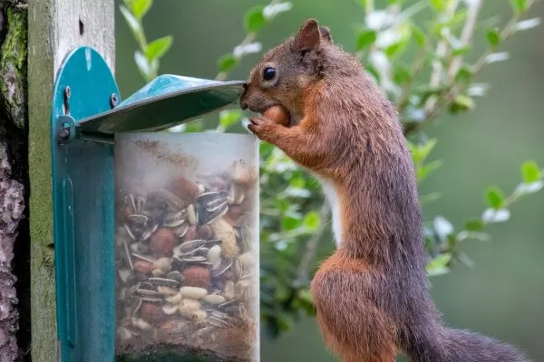Larick Campsite - Nature Lovers - Squirrel 3
