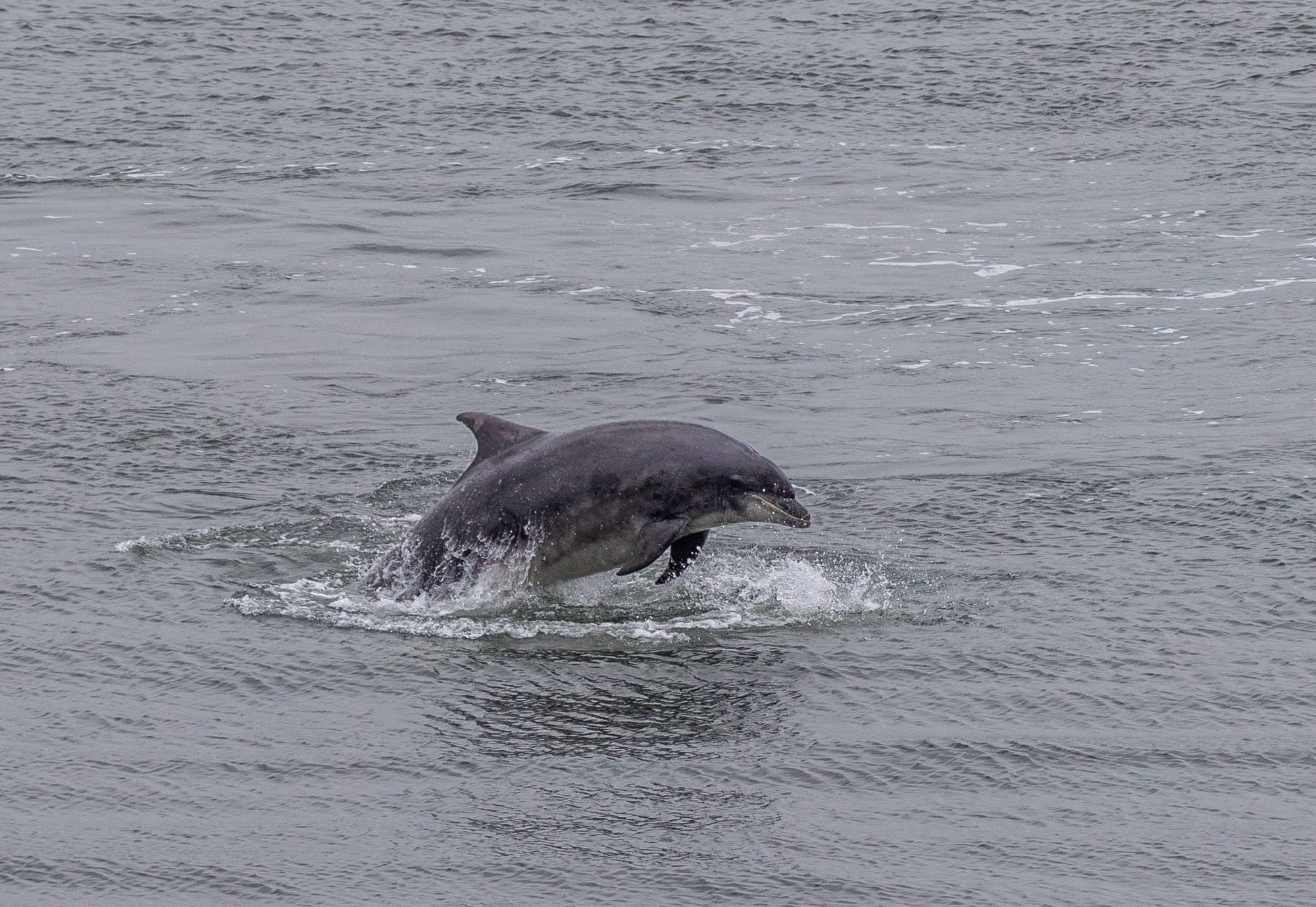 Larick Campsite - Nature Lovers - Dolphin