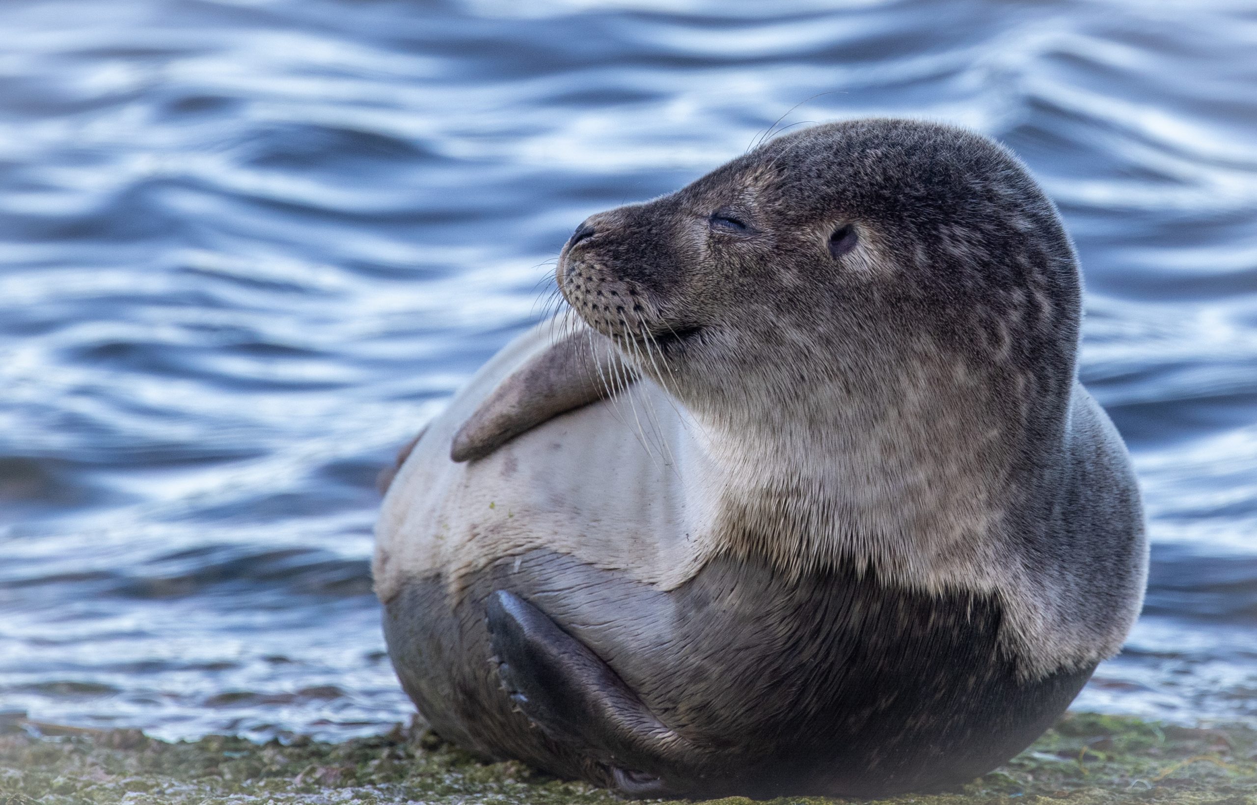 Larick Campsite - Nature Lovers - Seal pup
